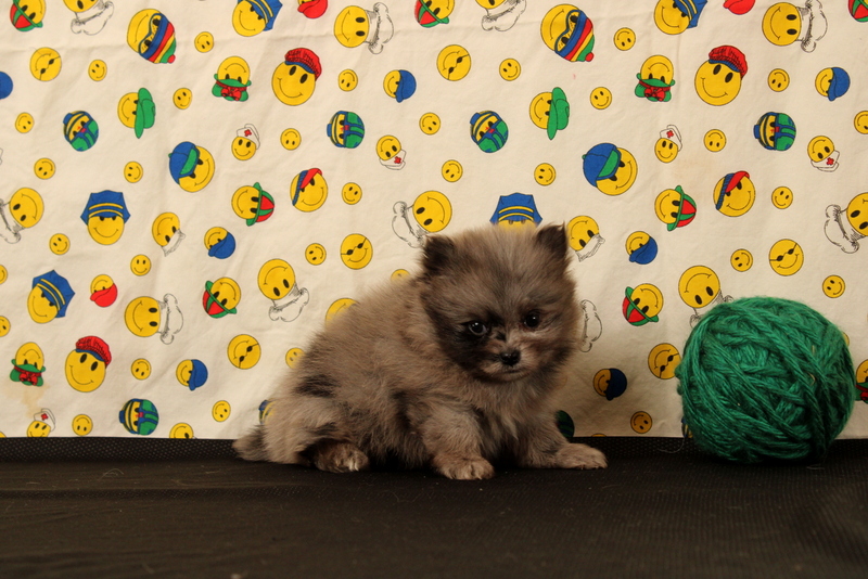 puppy, for, sale, Pomeranian, Matthew B. Stoltzfus, dog, breeder, Gap, PA, dog-breeder, puppy-for-sale, forsale, nearby, find, puppyfind, locator, puppylocator, aca